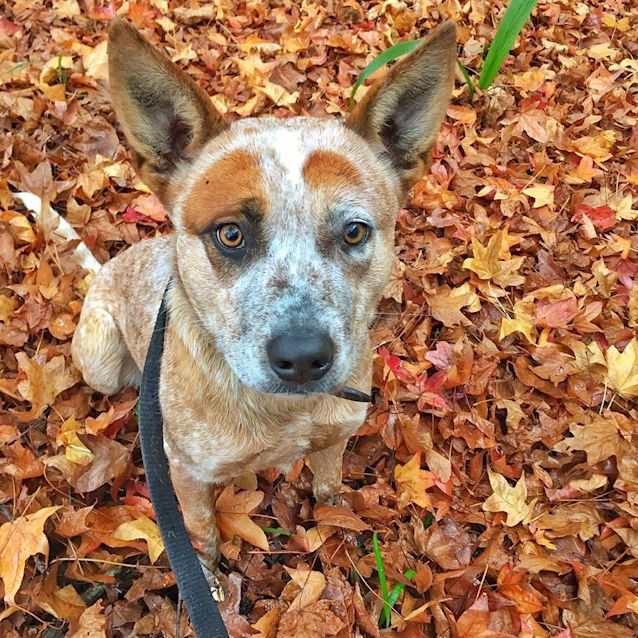 Photo of Gidget
