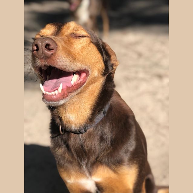 Photo of Archie