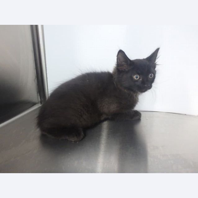 Photo of Ember 