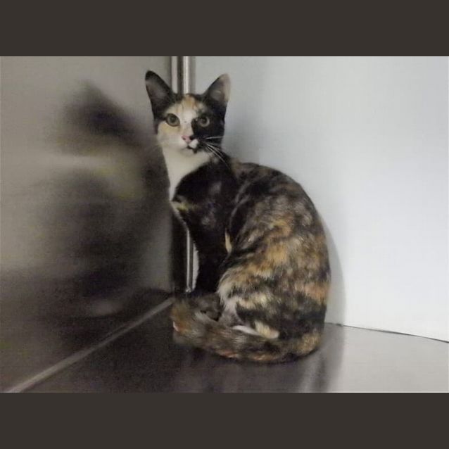 Photo of Copper