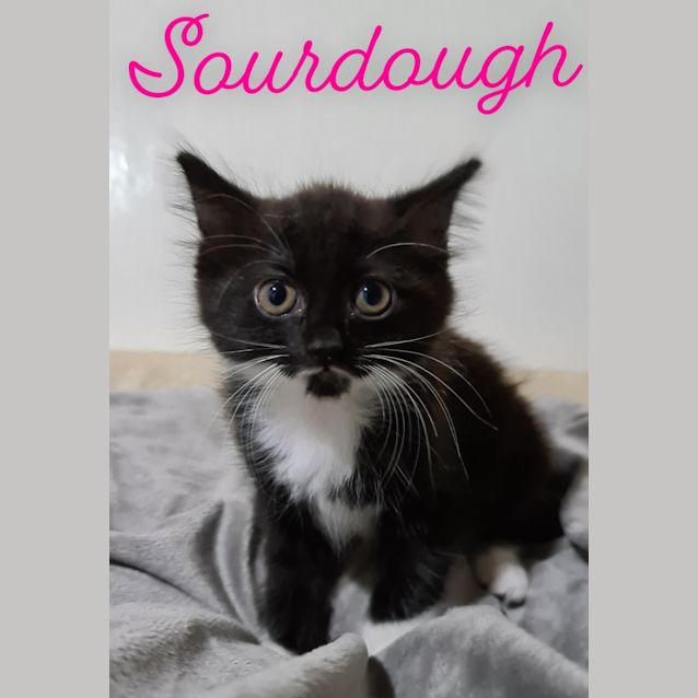 Photo of Sourdough