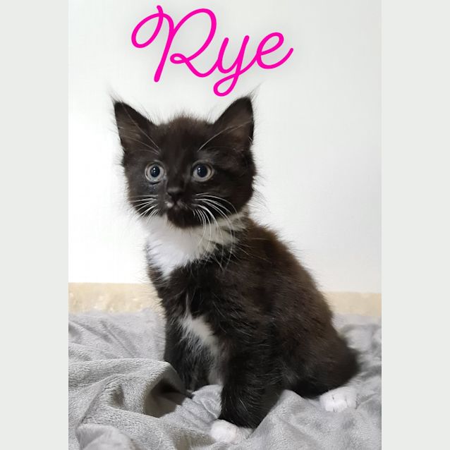Photo of Rye