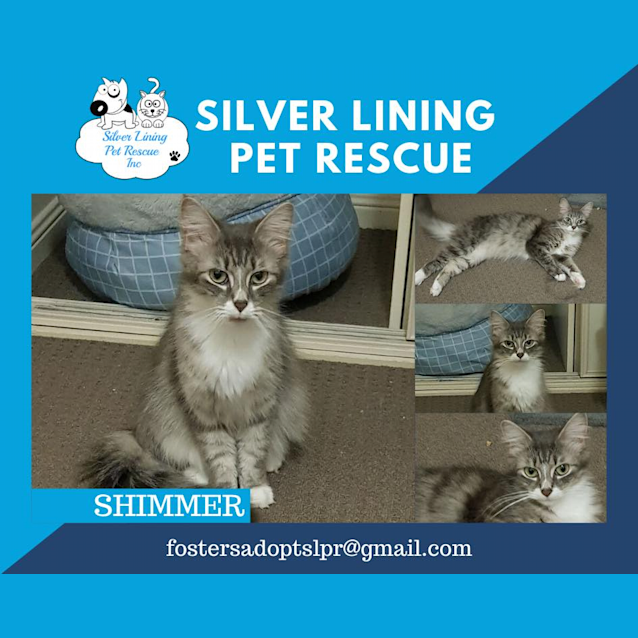 Photo of Shimmer