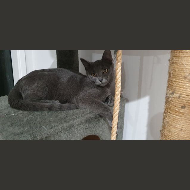 Photo of Zoro 