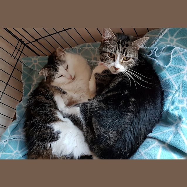 Photo of Arya & Bron