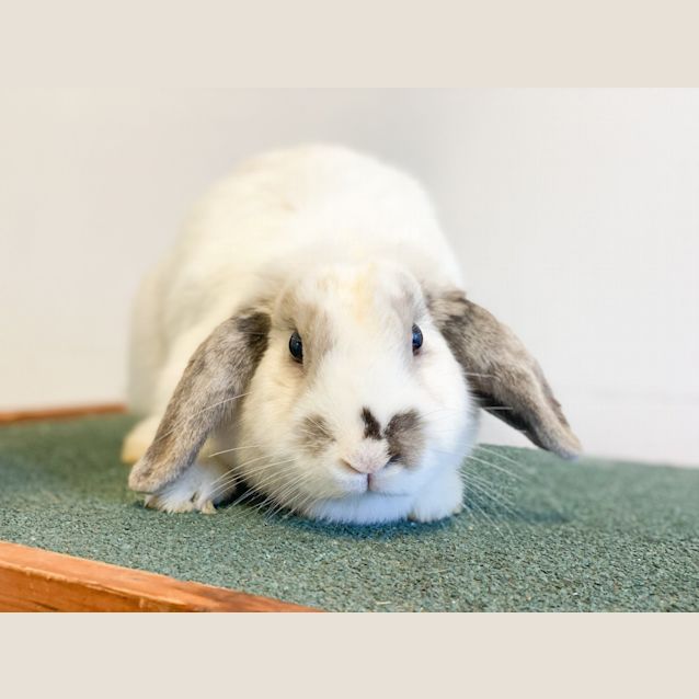 Photo of Lop
