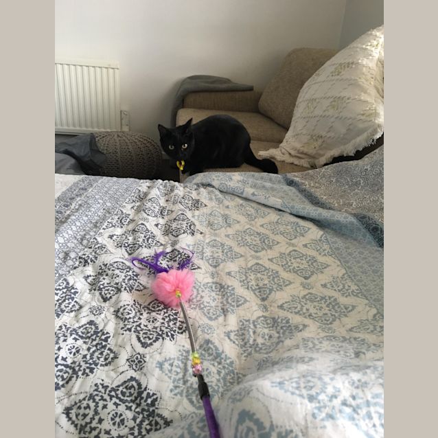 Photo of Ebony