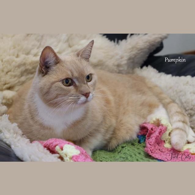 Photo of Pumpkin