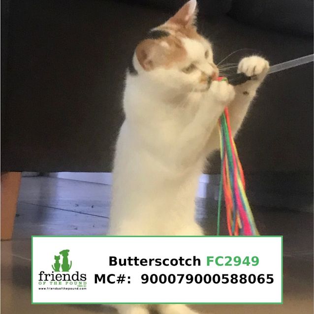 Photo of Butterscotch