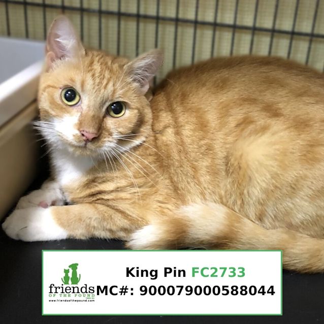 Photo of King Pin