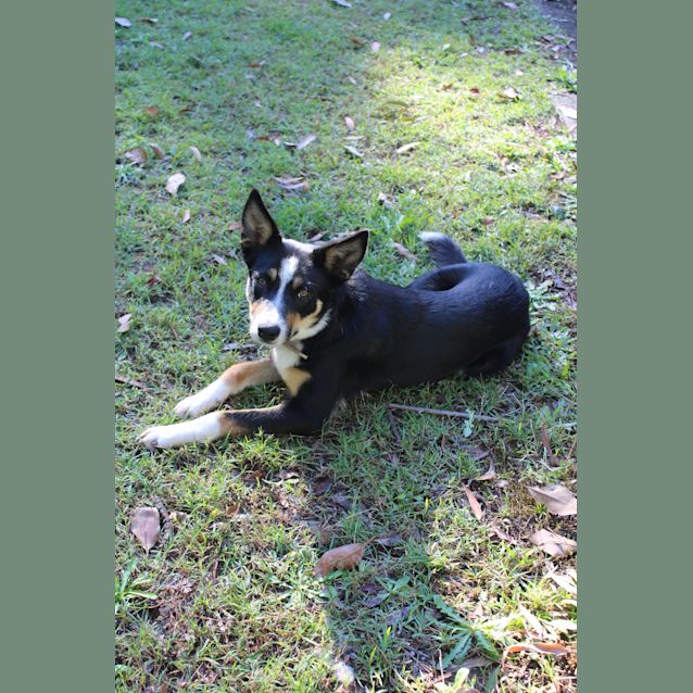 Photo of Sadie