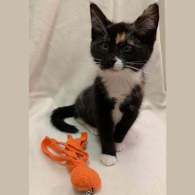 Photo of Cleo 😻💓