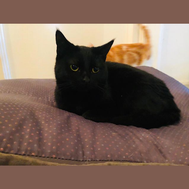 Photo of Little Black (Lb)