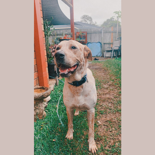 Photo of Bluey