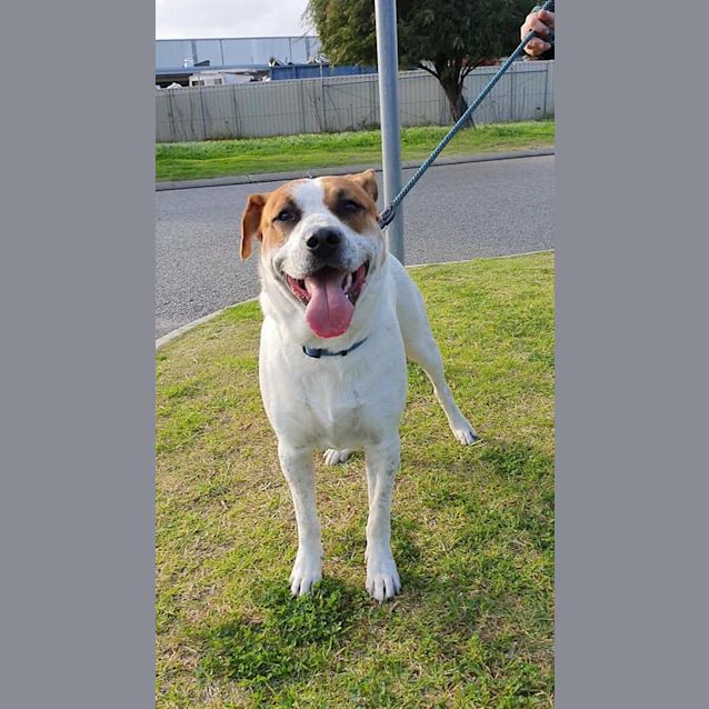 Photo of Major Dl2485