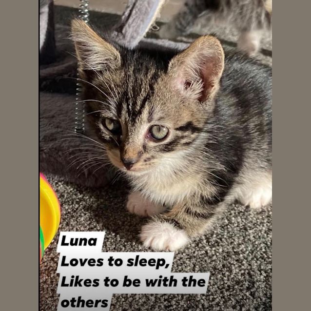 Photo of Luna