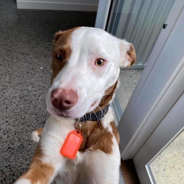 Photo of Camelia (Cam)