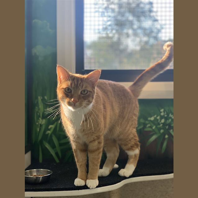 Photo of Tigger