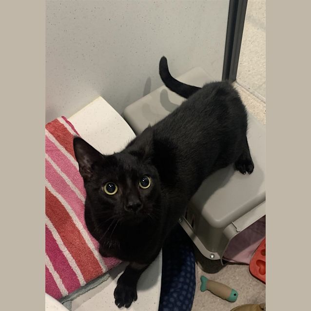 Photo of Blacky 