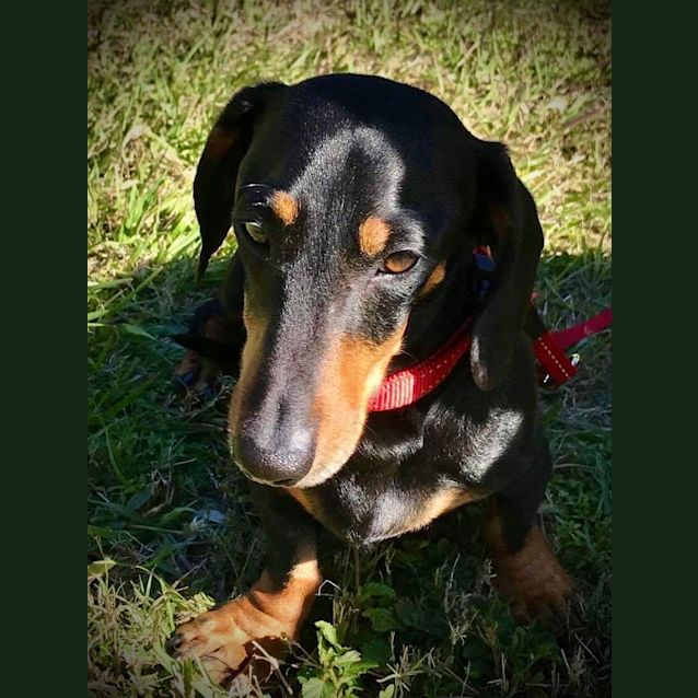 Photo of Henry