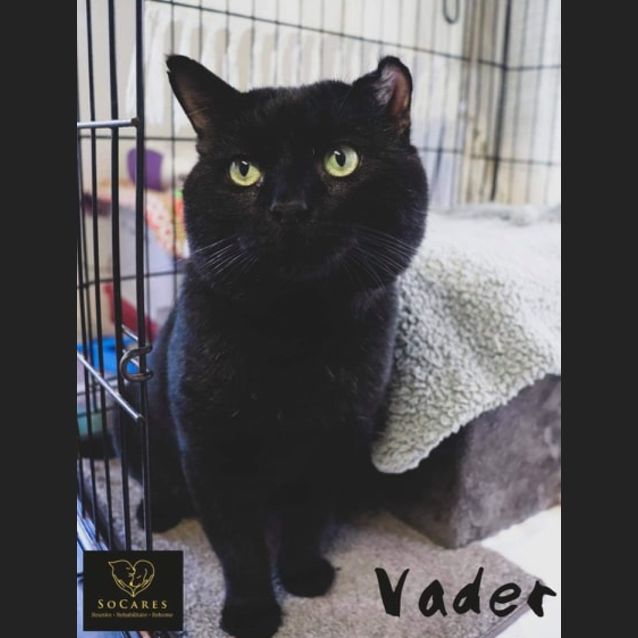Photo of Vader