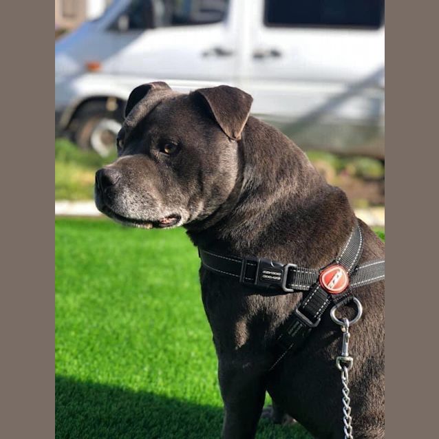 Photo of Chief