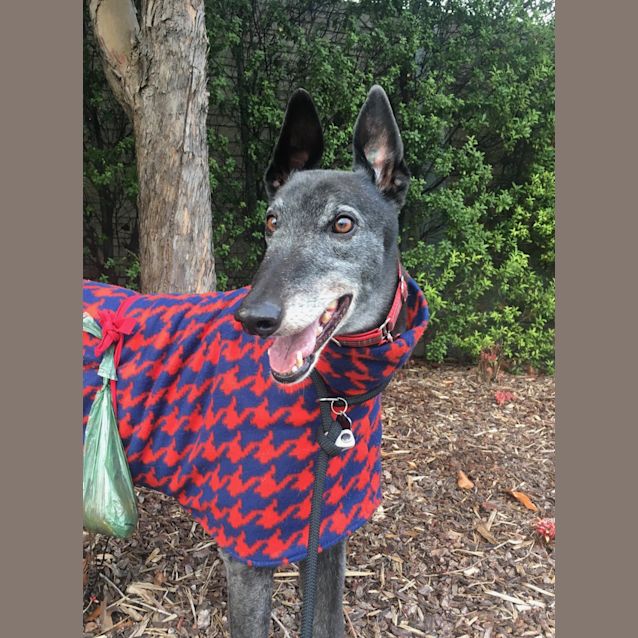 Photo of Eddie.    Melbourne