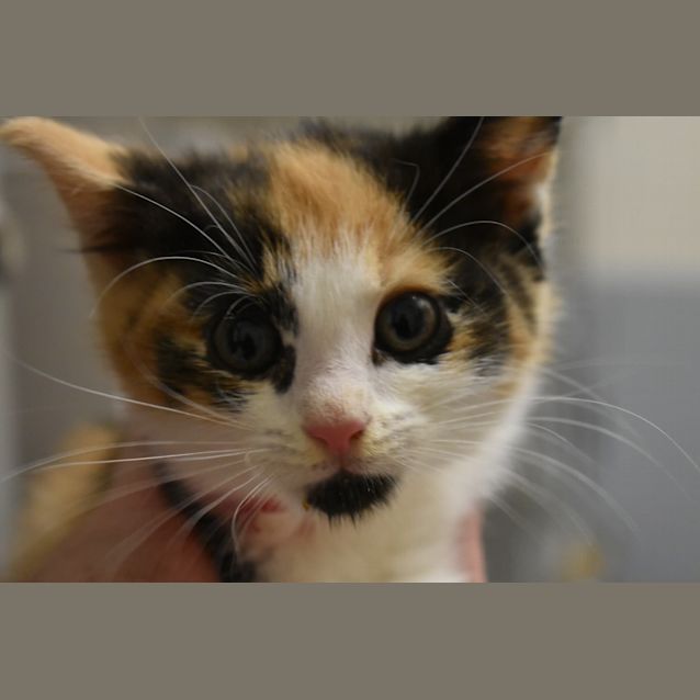 Photo of Ruby