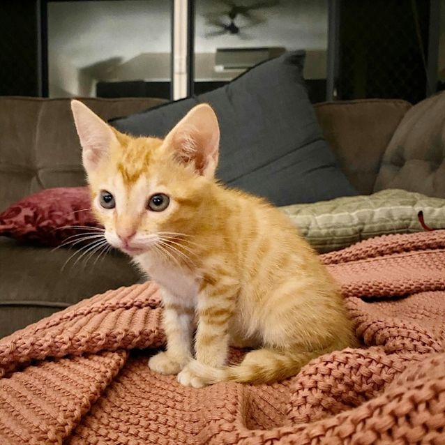 Photo of Hank