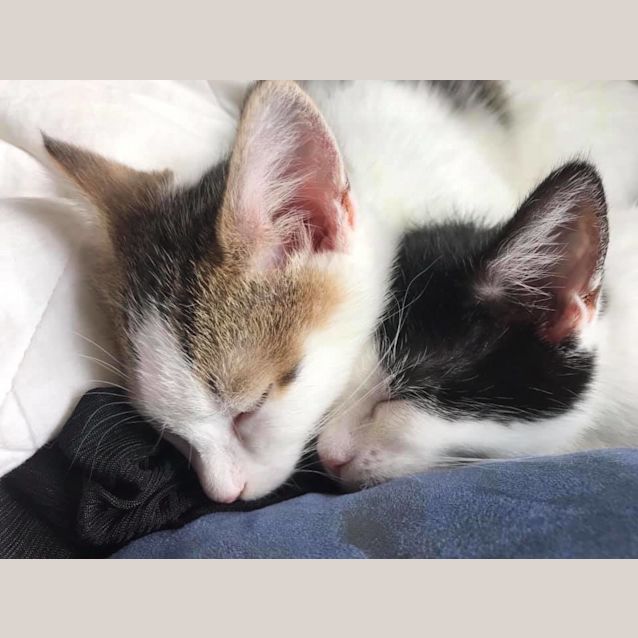 Photo of Mabel And Dipper