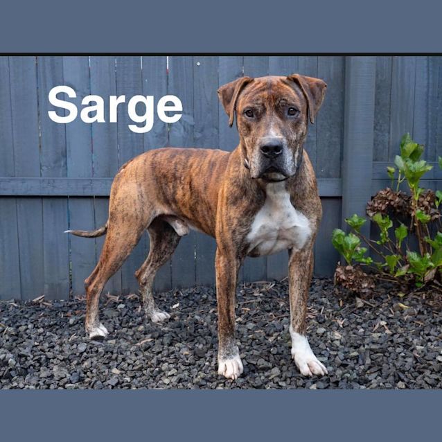 Photo of Sarge