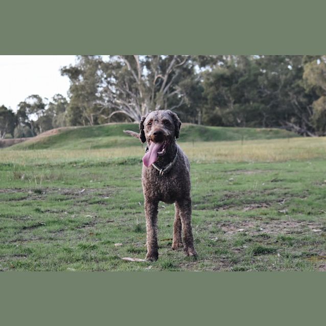 Photo of Morris