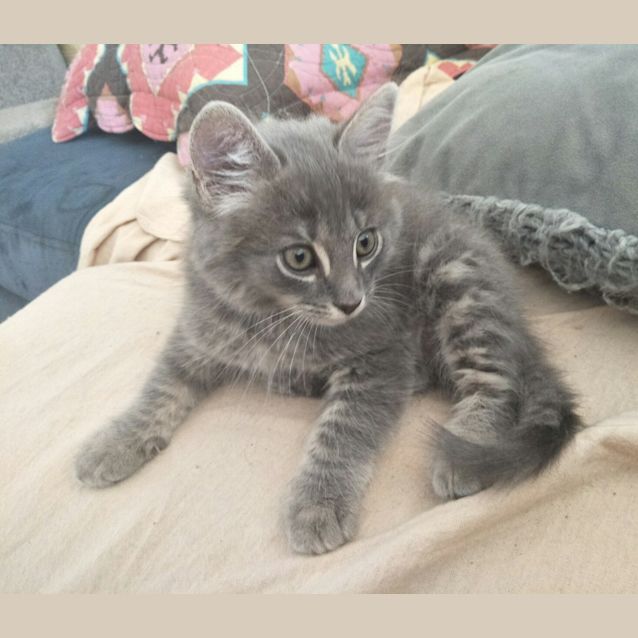 Photo of Silver
