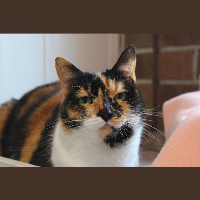 Photo of Violet