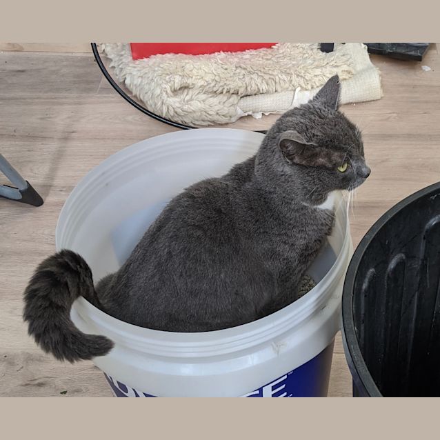 Photo of Fonzie