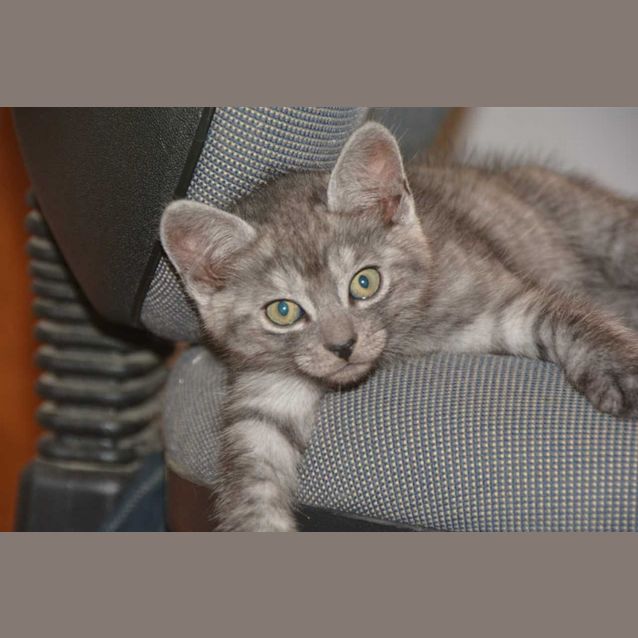 Photo of Simon