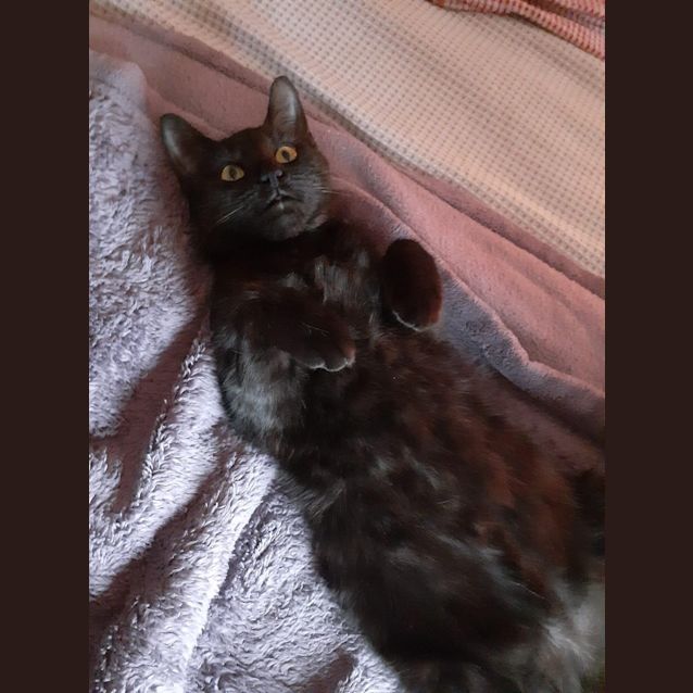 Photo of Daisy