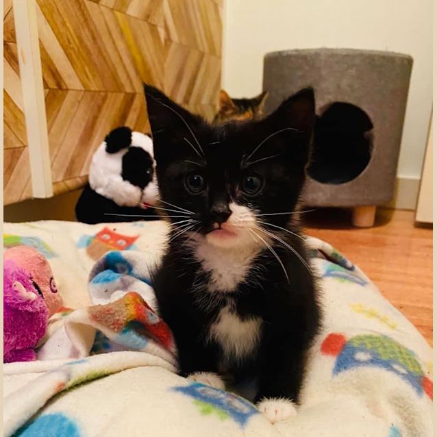 Photo of Shadow