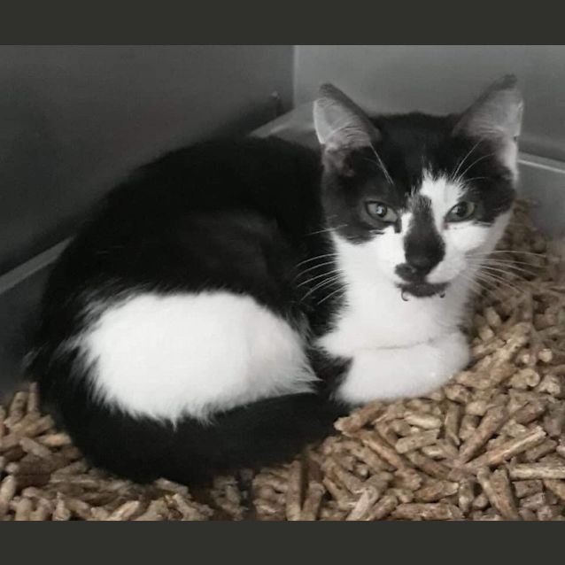 Photo of Mittens