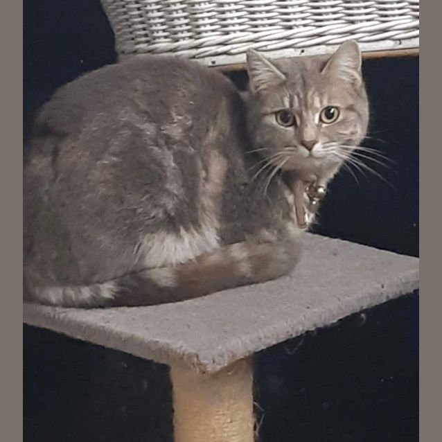 Photo of Nala 