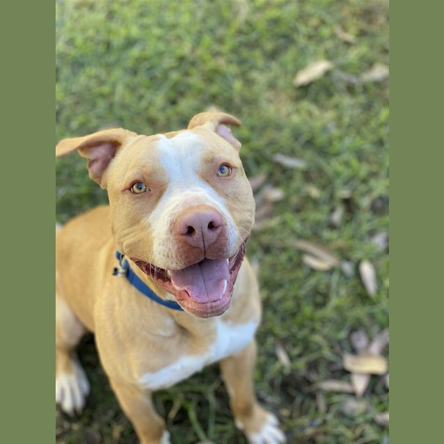 Photo of Cookie