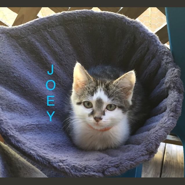 Photo of Joey