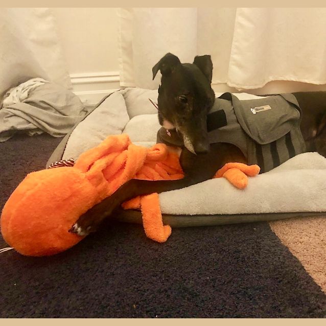 Photo of Roman.   Melbourne