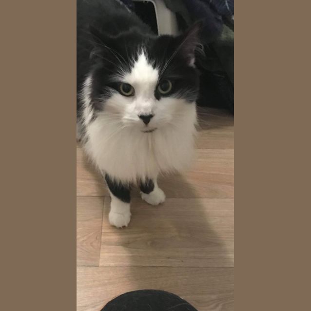 Photo of Wilbur (Applications Closed)