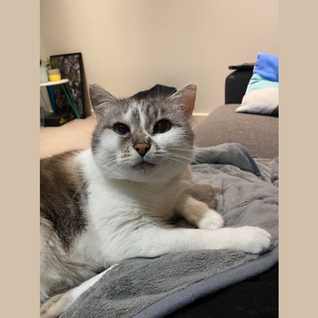 Photo of Lady (Aka Poppy)