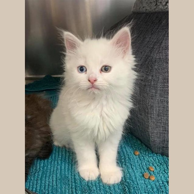 Photo of Snowball