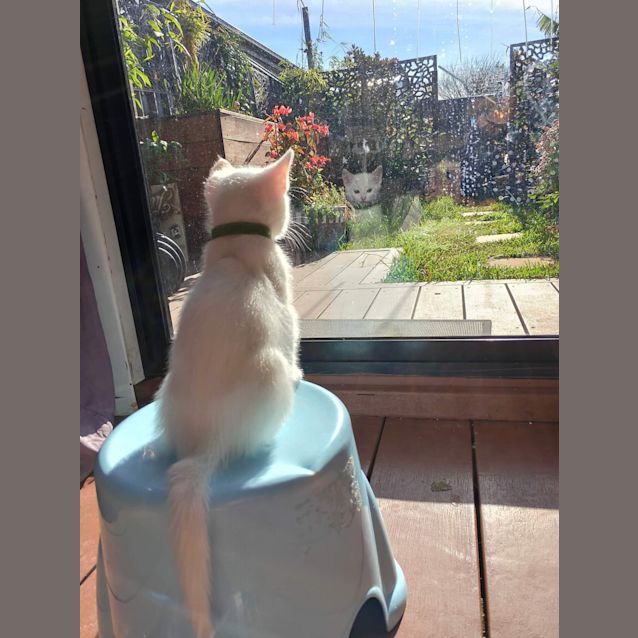 Photo of Snowy🦋🤍