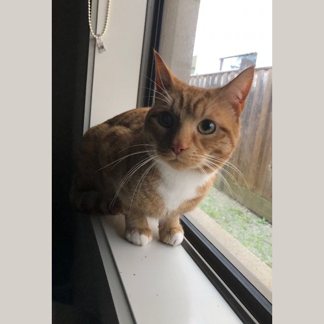 Photo of Copper