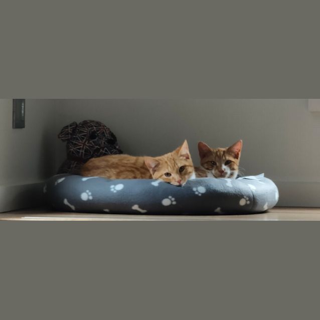 Photo of Caramel 