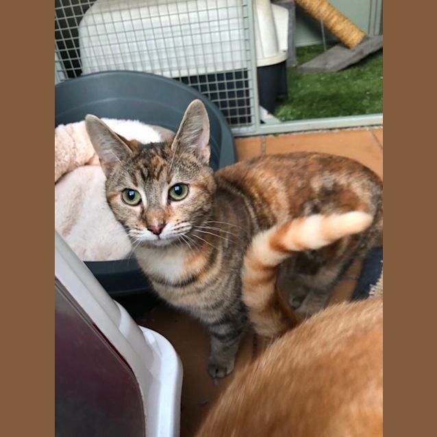 Photo of Lola, Lulu & Luna